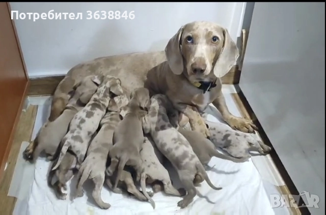 Дакел (мини дакели), снимка 2 - Дакели - 52921284