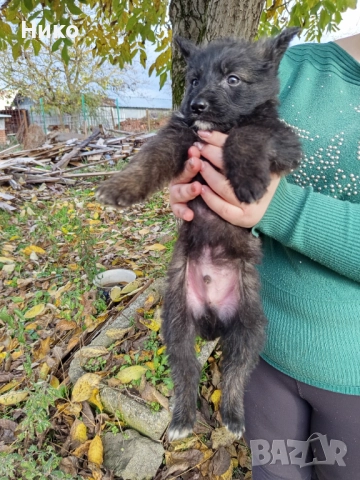 Черни немски овчарки 