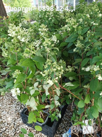 3 вида Хортензия paniculata - червена бяла и розова, снимка 13 - Разсади - 36989717