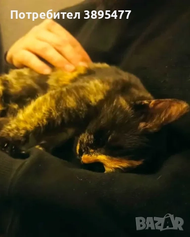 Коте, снимка 3 - Други - 52753657