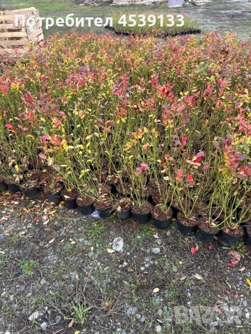 Боровинки сорт Чандлър 3 годишни