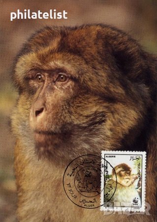 Алжир 1988 - 4 броя Карти Максимум - WWF, снимка 4 - Филателия - 38842648