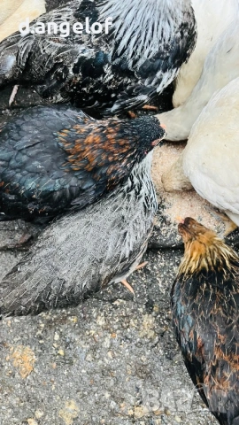 Пилета слелски шарени яйца, снимка 3 - други­ - 53379311