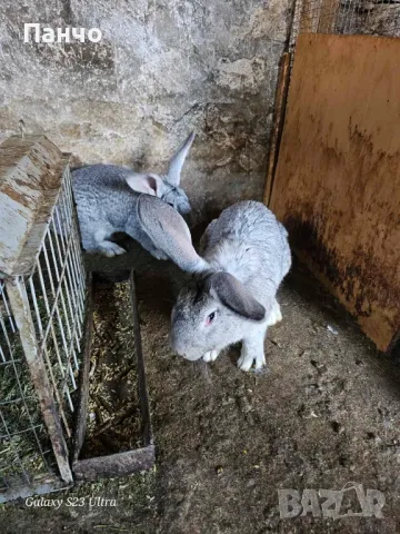 Продавам зайци, снимка 5 - Други - 46921009