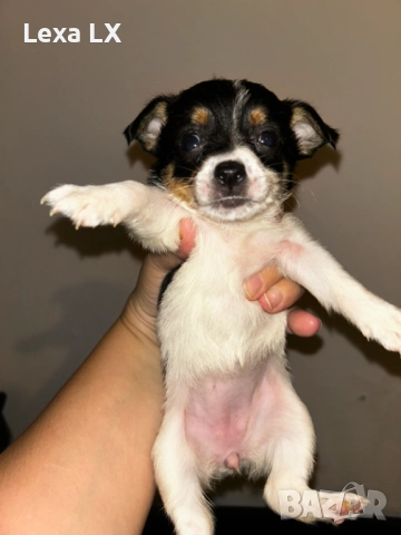 кученца кръстоста мини пинчер/чихуахуа, снимка 7 - Пинчер - 52586271