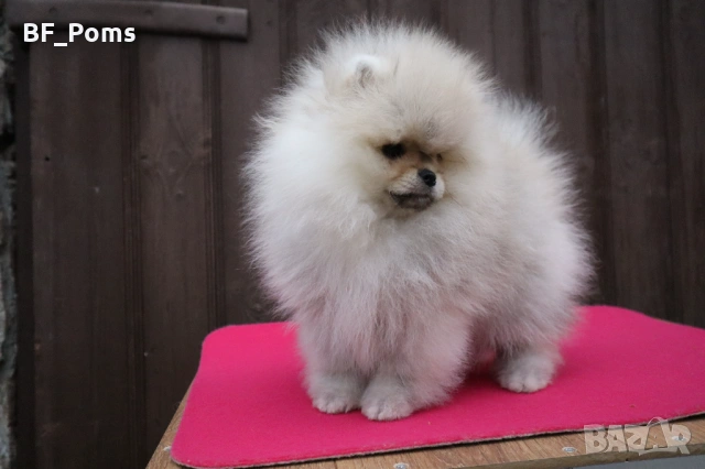 Страхотно момченце померан с родословие FCI