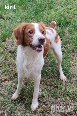 Хотел за кучета - Игри на воля , снимка 17 - Други услуги - 52645885