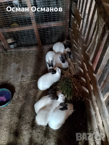 Продавам, снимка 2 - Други животни - 53452437