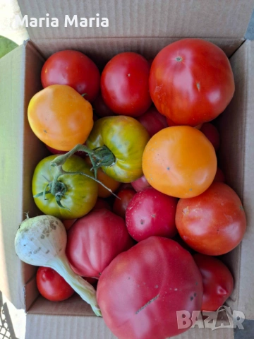 семена на домати /не хибридни/, снимка 9 - Сортови семена и луковици - 53225599