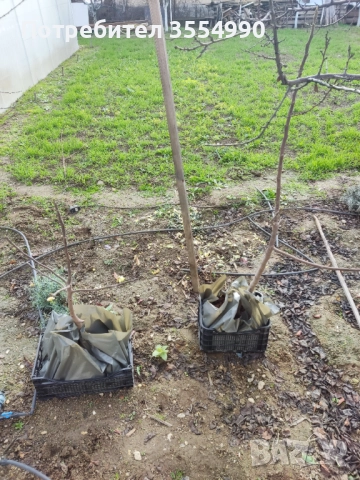 Смокиня - фиданки