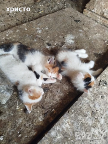 Трицветни котета., снимка 1
