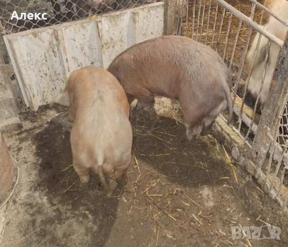 2 нерезчета по 60 кг, снимка 2 - Прасета - 53478331