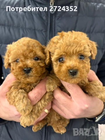 Той Пудел Ред Априкот, снимка 3 - Пудели - 53471351