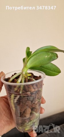 Орхидея Фаленопсис пелорик, снимка 4 - Стайни растения - 43059827