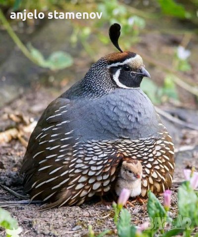 Калифорнийски пъдпъдъци, снимка 6 - други­ - 38266942