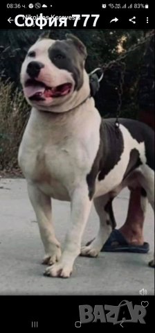свободна мъжко, снимка 4 - Питбул - 43498207