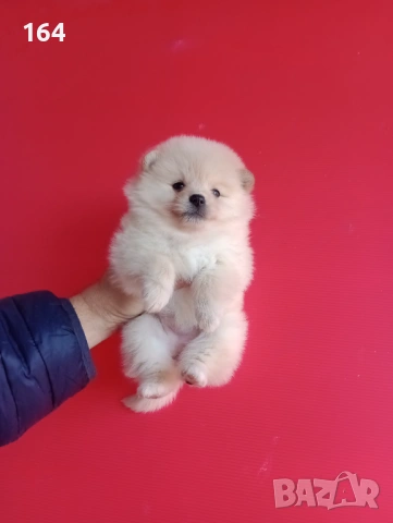 Мъжки и женски Померанчета. Реални снимки от 16.01.26 г. , снимка 7 - Померан - 53125706