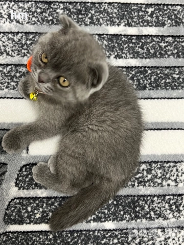 Шотландско клепоухо, снимка 4 - Британска късокосместа - 52860696