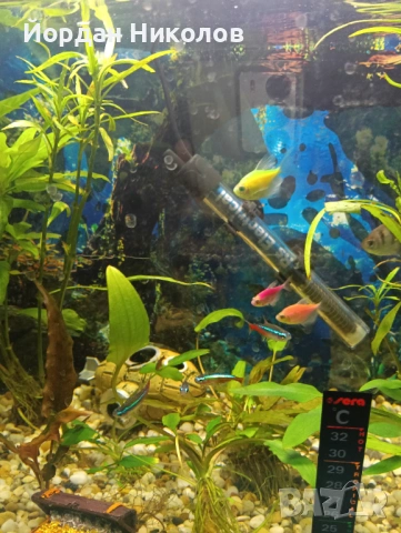 Рибки тернеции 6 броя, снимка 3 - Рибки - 53256445