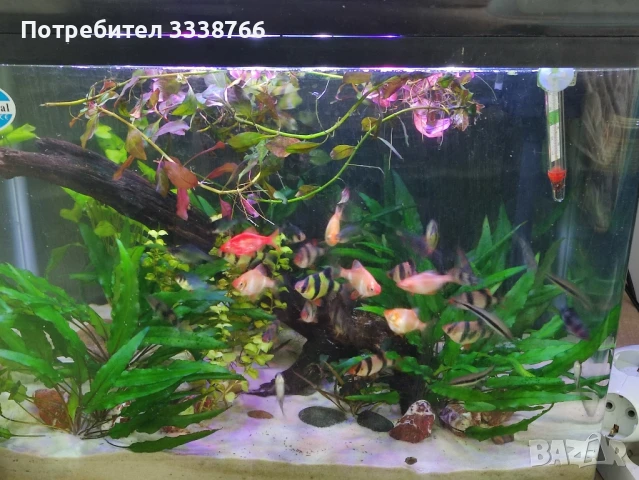Аквариум , снимка 7 - Аквариуми - 51146070