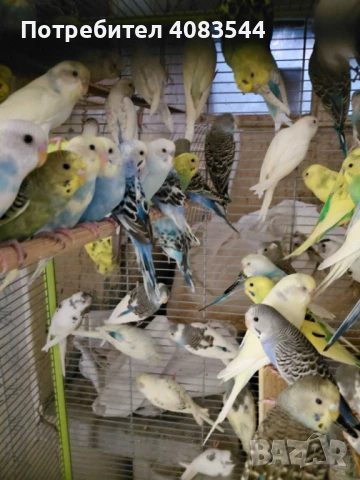 Вълнисти папагали, снимка 12 - Папагали - 48100693