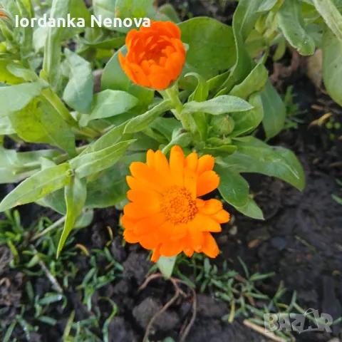 НЕВЕН, снимка 1