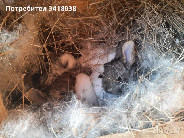 продавам зайци - различни породи и възрасти, снимка 3 - Други животни - 49253579
