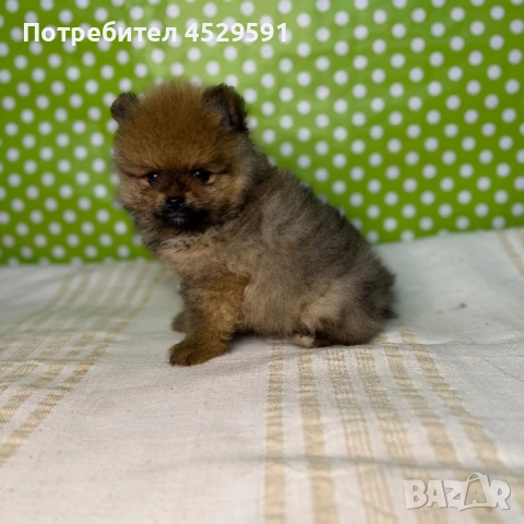 Померан померани померанчета Мини померан мини померани, снимка 5 - Померан - 53490878