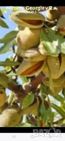 продавам 19 дка. нива с бадеми в Гърция 