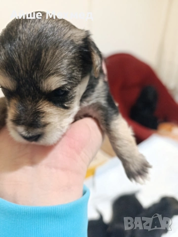 йоркширски териер 3 момченца.и две принцеси, снимка 2 - Йоркширски териер - 53130028