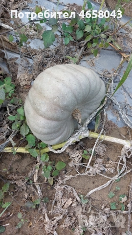 Тикви от производител, снимка 2 - Домашни продукти - 52505268