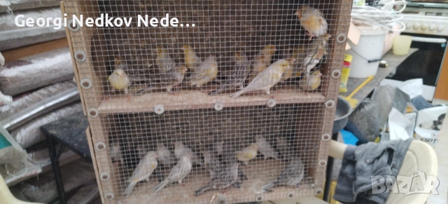 Продавам канари 