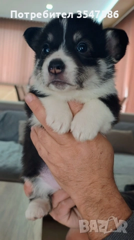 Трицветни кученца Уелско корги пембрук – приемат се резервации, снимка 15 - Други - 53220591