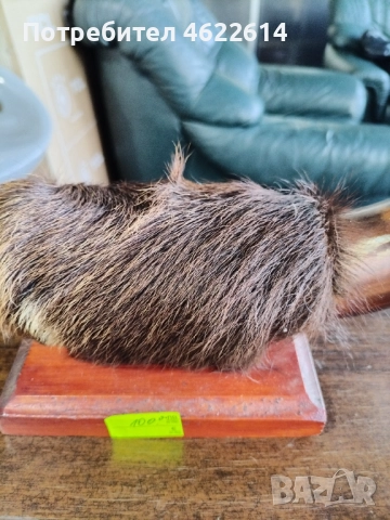 ТРОФЕЙ , снимка 2 - Антикварни и старинни предмети - 52476986