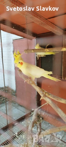 Папагал Корела, снимка 1