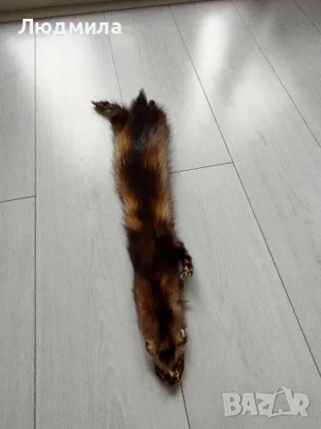 кожата на куница, снимка 2 - Други - 48139645