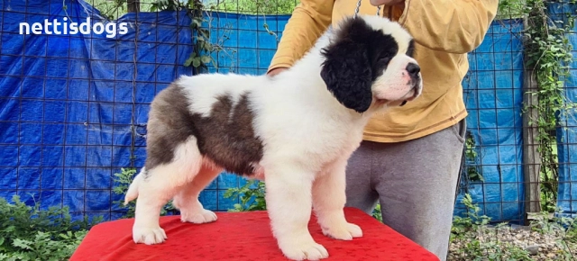 Уникални Санбернари с родословие, снимка 3 - Померан - 39683493