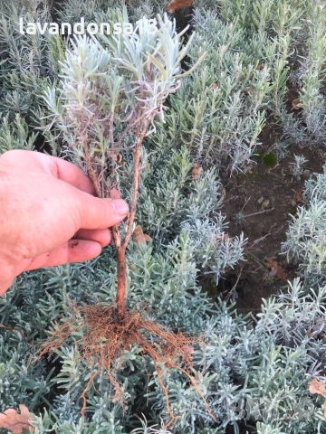 Разсад Лавандула Севтополис, Лавандин и Маслодайна Роза | Директно от производител, снимка 13 - Разсади - 30787134