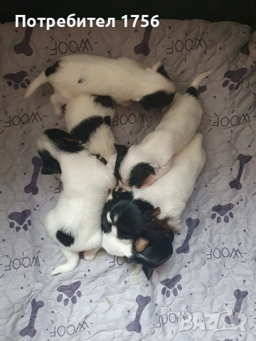 Бивер йорки с родословие., снимка 4 - Йоркширски териер - 36299885