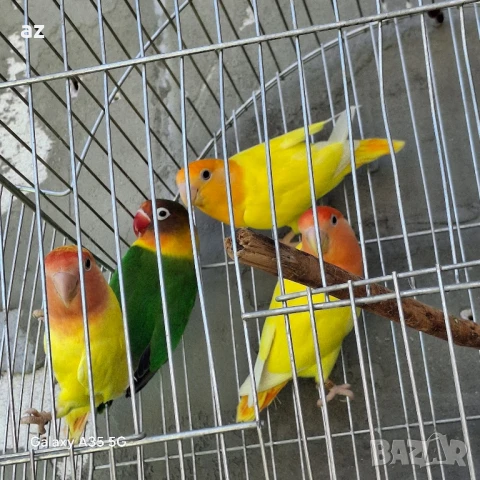 продавам папагали или бартер, снимка 1