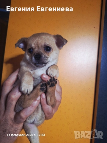 Мини чихуахуа момче., снимка 5 - Чихуахуа - 53590830