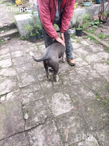 Питбул син нос , снимка 6 - Питбул - 53295871