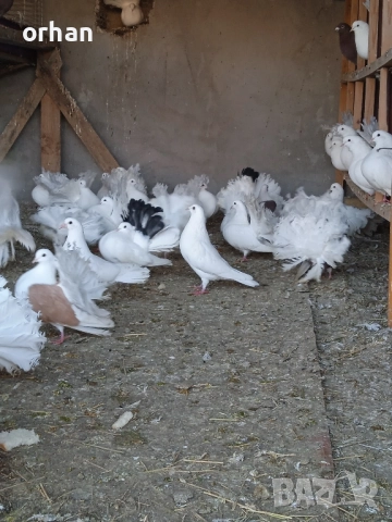 фенерли за продаване или бартер , снимка 5 - Гълъби - 52361365