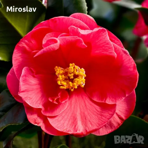 Камелия (Червена), снимка 6 - Градински цветя и растения - 49845770