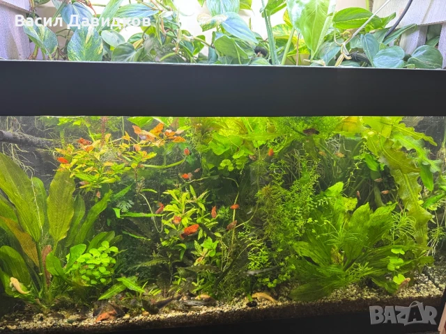 Растения надводни и водни 