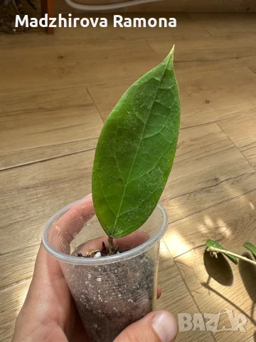 Hoya Flores island , снимка 1