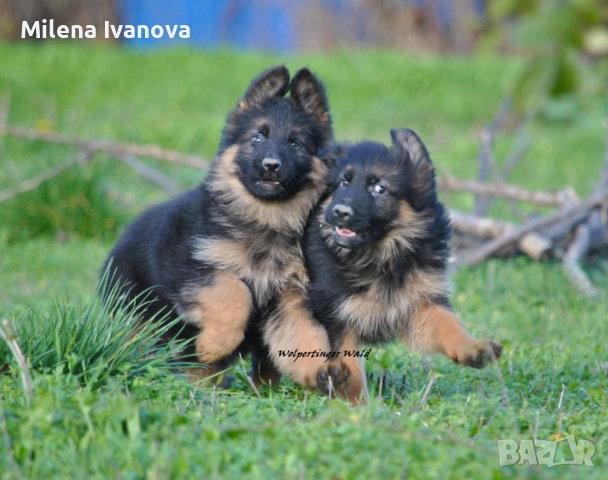 Мъжки немски овчарки с ДЪЛЪГ косъм 