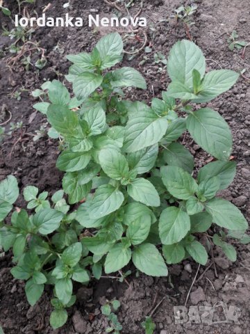 ГРАДИНСКИ БОСИЛЕК