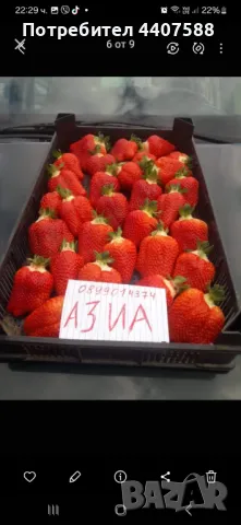 Разсад ягоди и малини , снимка 9 - Разсади - 49438431