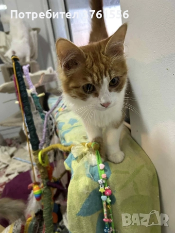 Подарявям Ангорско коте, снимка 3 - Ангорски - 52929199